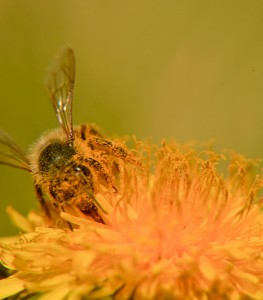 Bee