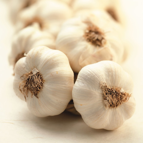 garlic