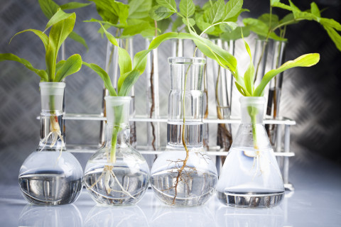 shutterstock_plants in lab bottles