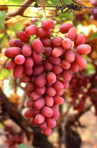 grapes